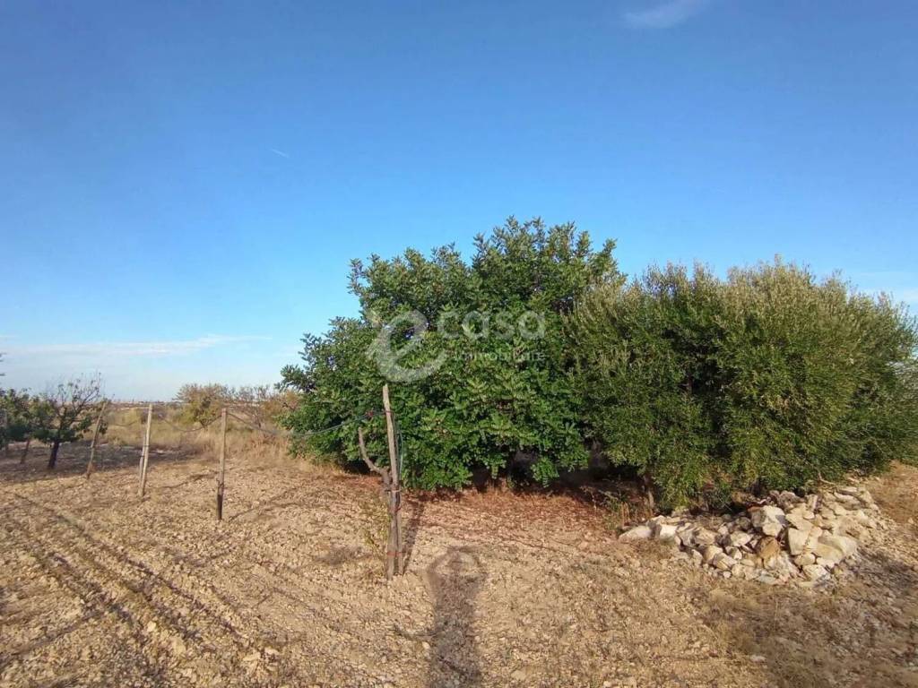 immagine annuncio 1 di 2