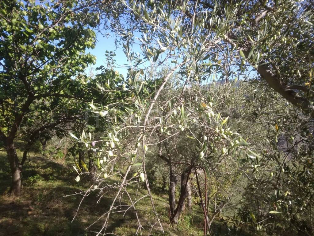 immagine annuncio 2 di 7