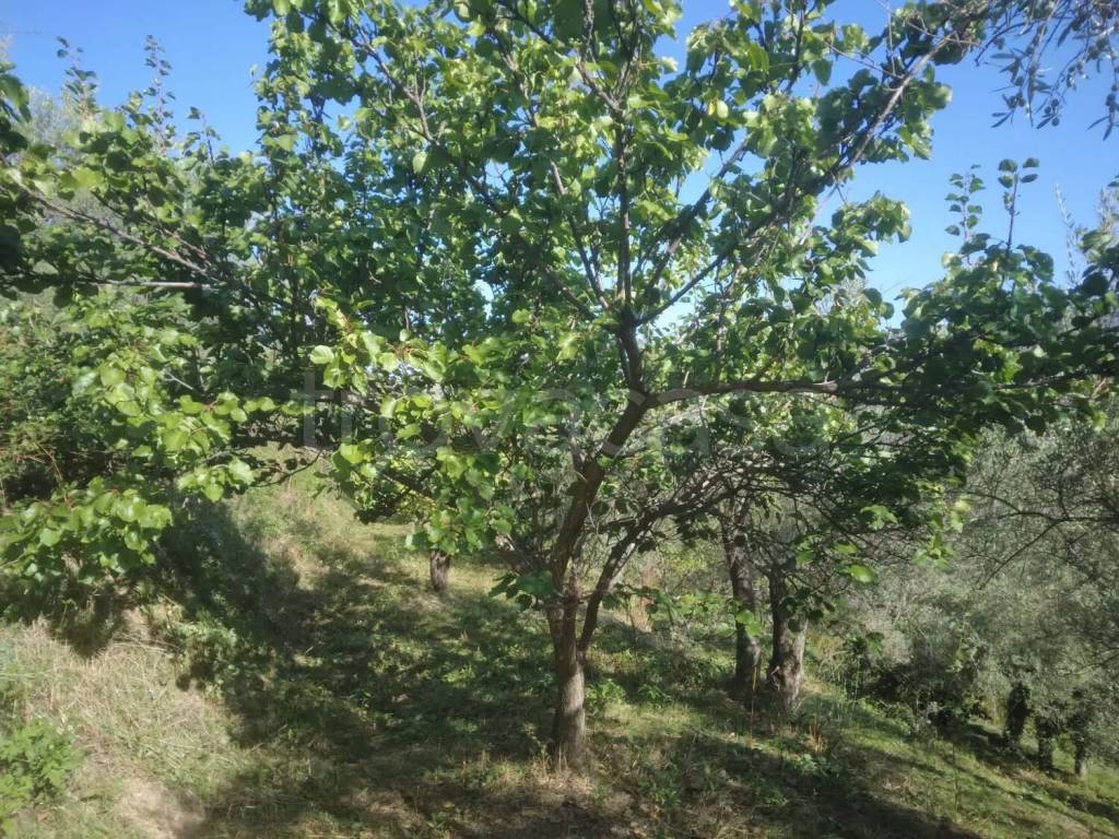 immagine annuncio 6 di 7