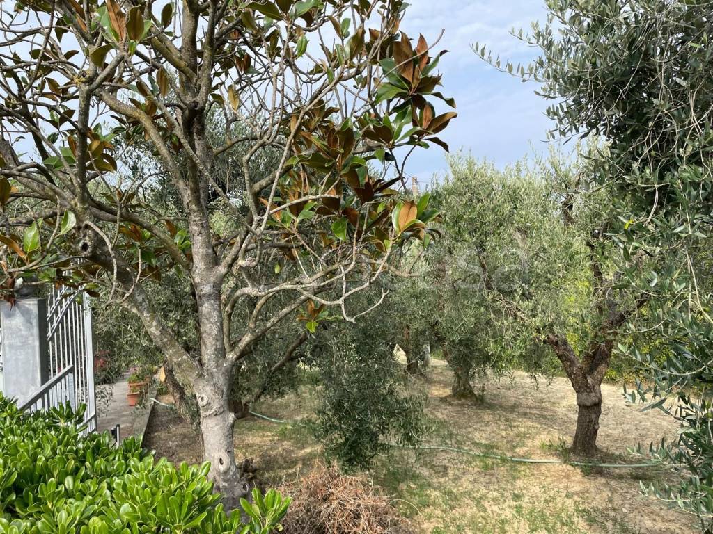immagine annuncio 3 di 8