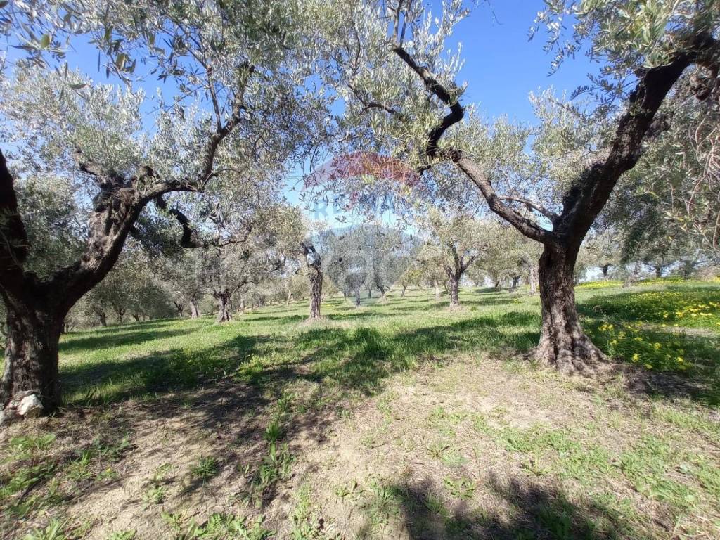 immagine annuncio 5 di 11