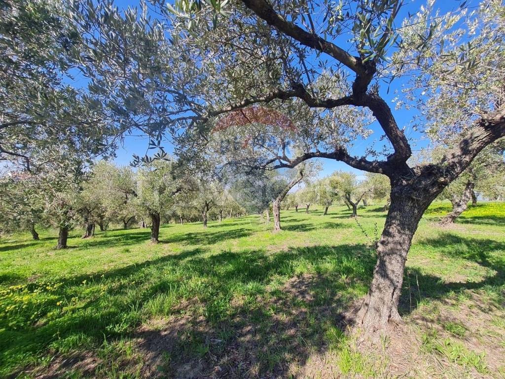 immagine annuncio 6 di 11