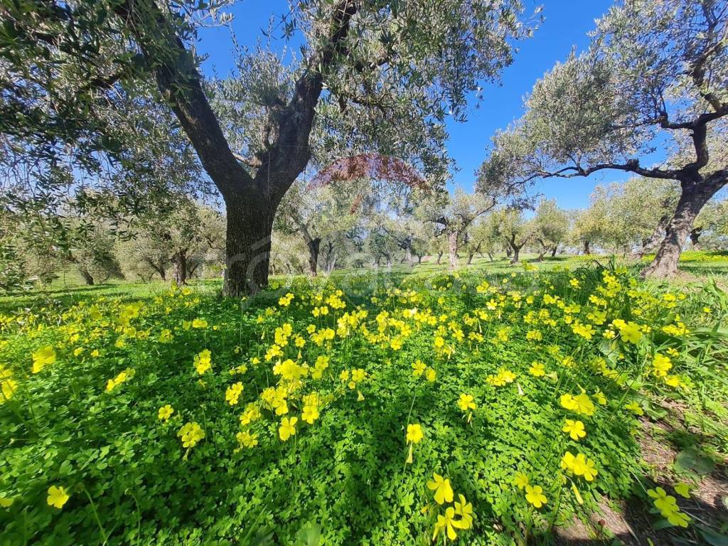 immagine annuncio 9 di 11