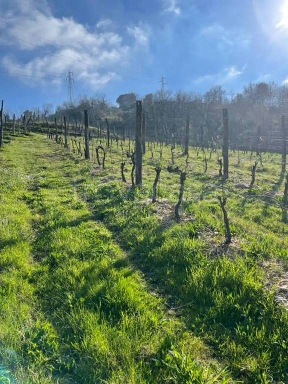 immagine annuncio 2 di 4