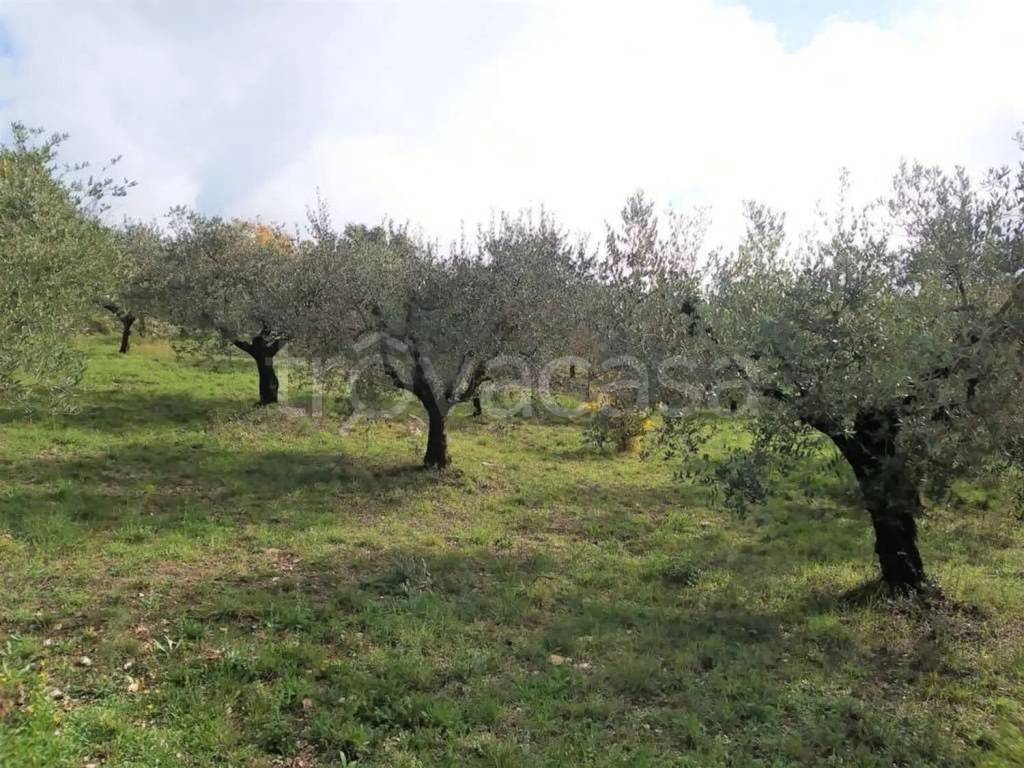 immagine annuncio 5 di 8