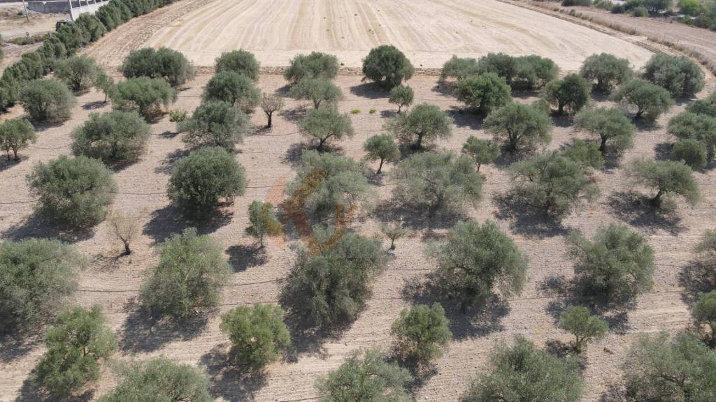 immagine annuncio 8 di 14