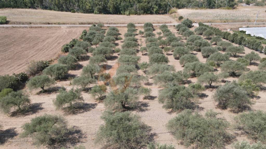 immagine annuncio 11 di 14