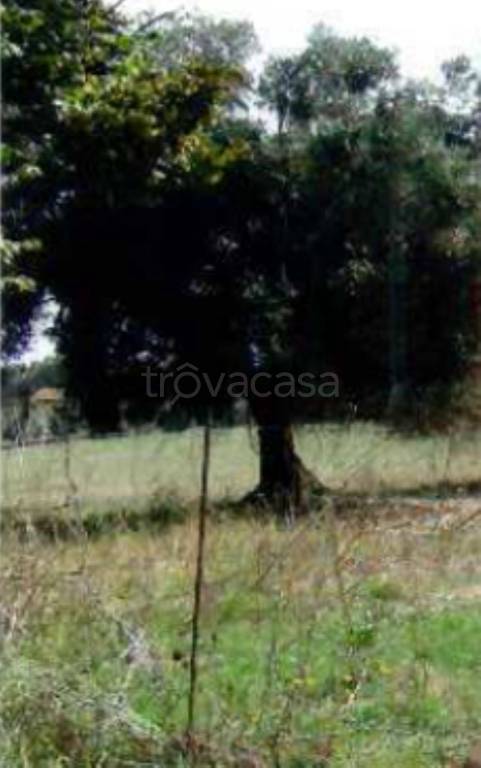 immagine annuncio 10 di 11