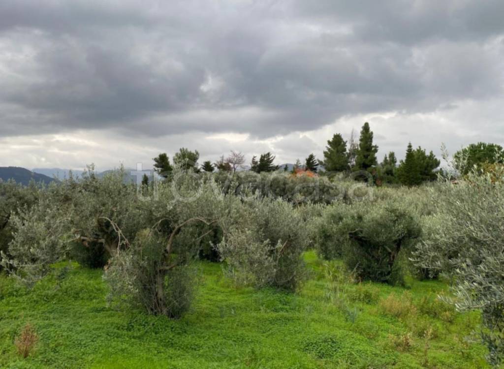 immagine annuncio 5 di 11