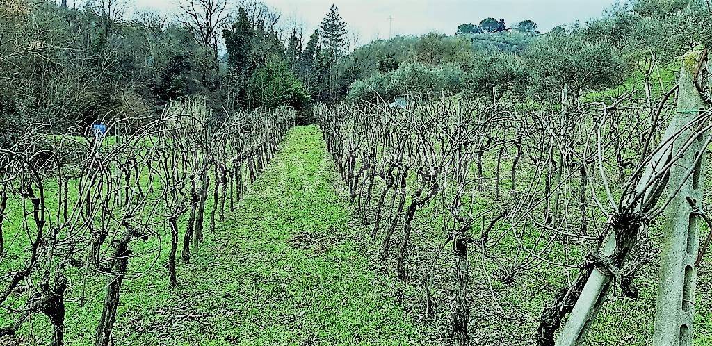 immagine annuncio 2 di 12