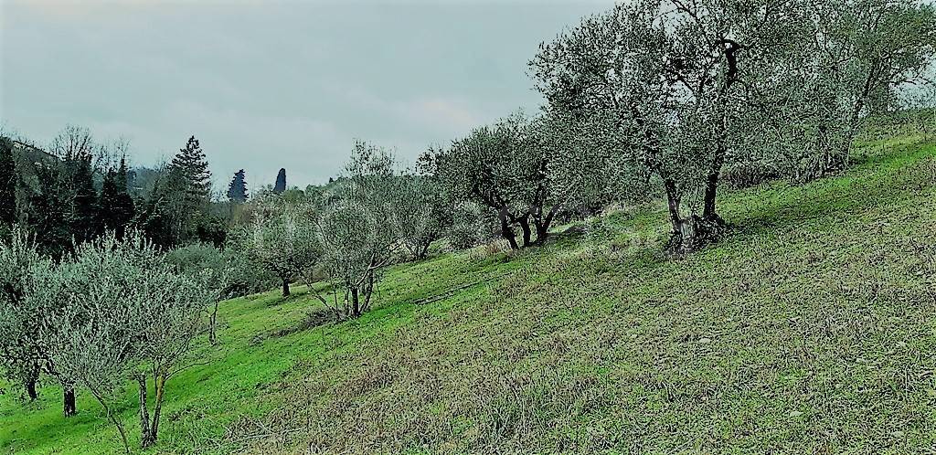 immagine annuncio 5 di 12