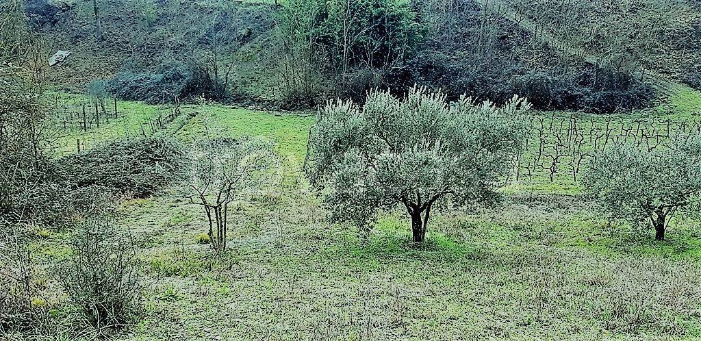 immagine annuncio 7 di 12