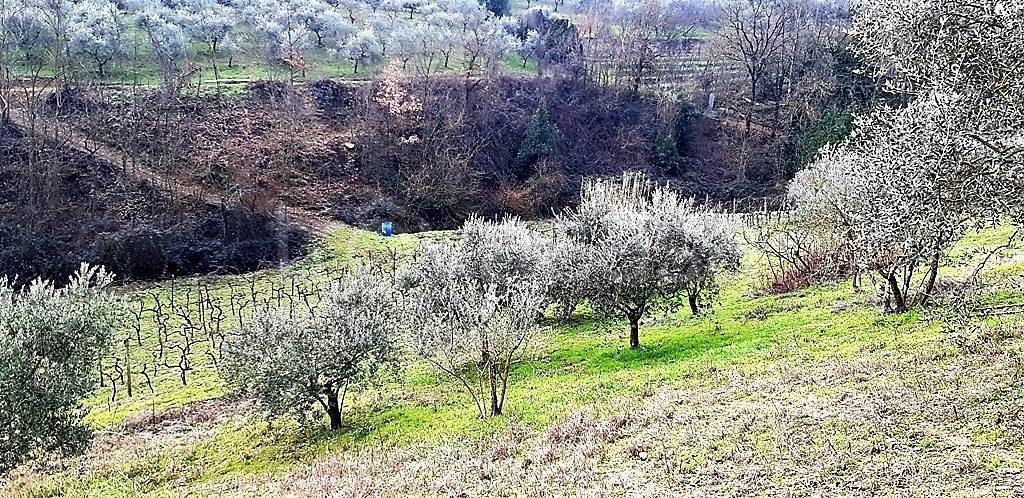 immagine annuncio 9 di 12