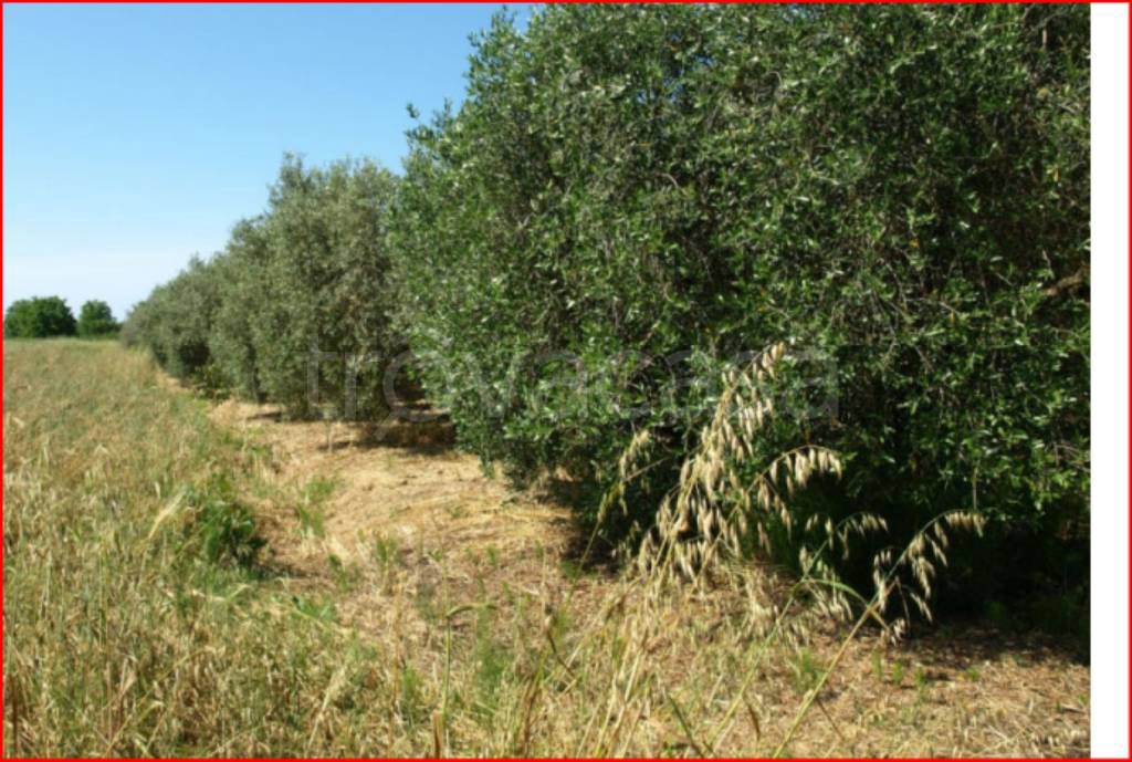 immagine annuncio 3 di 13