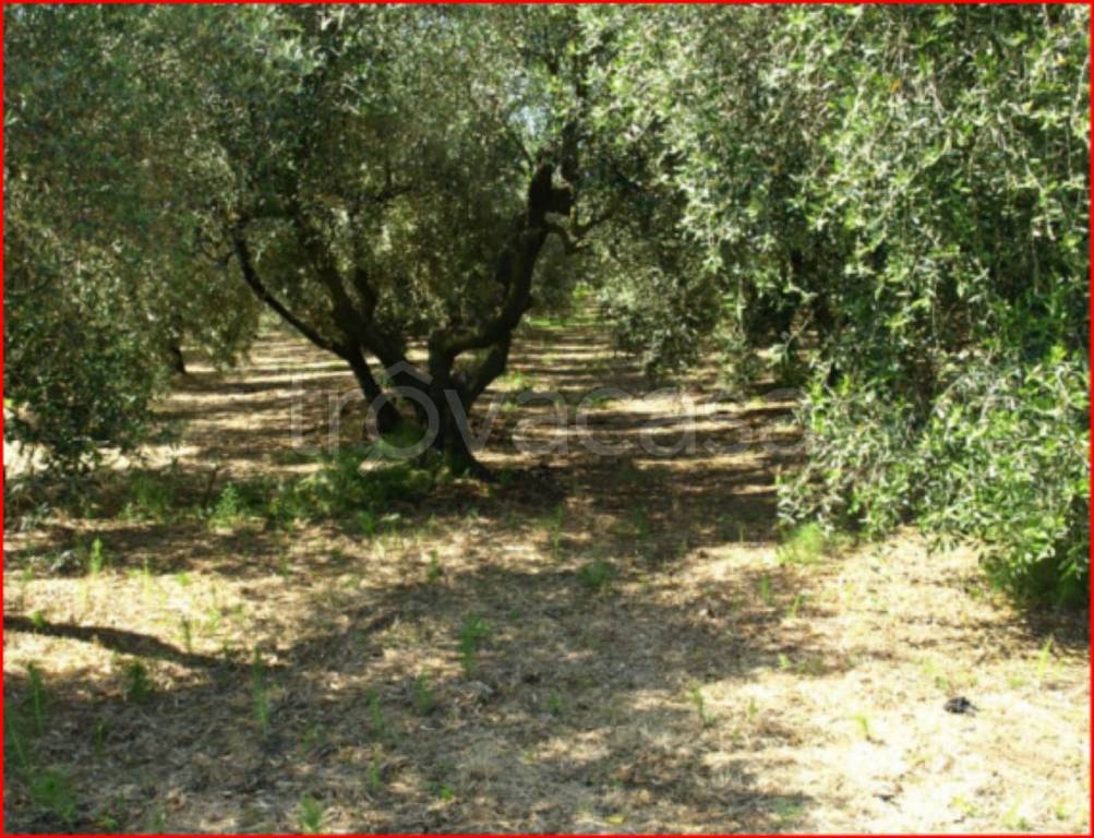 immagine annuncio 6 di 13