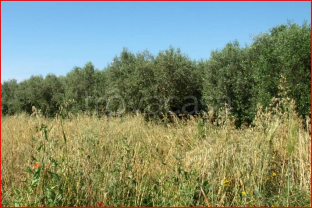 immagine annuncio 9 di 13