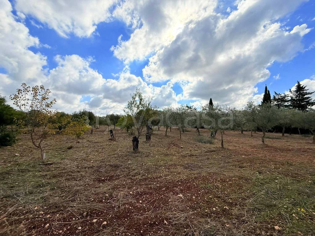 immagine annuncio 7 di 14