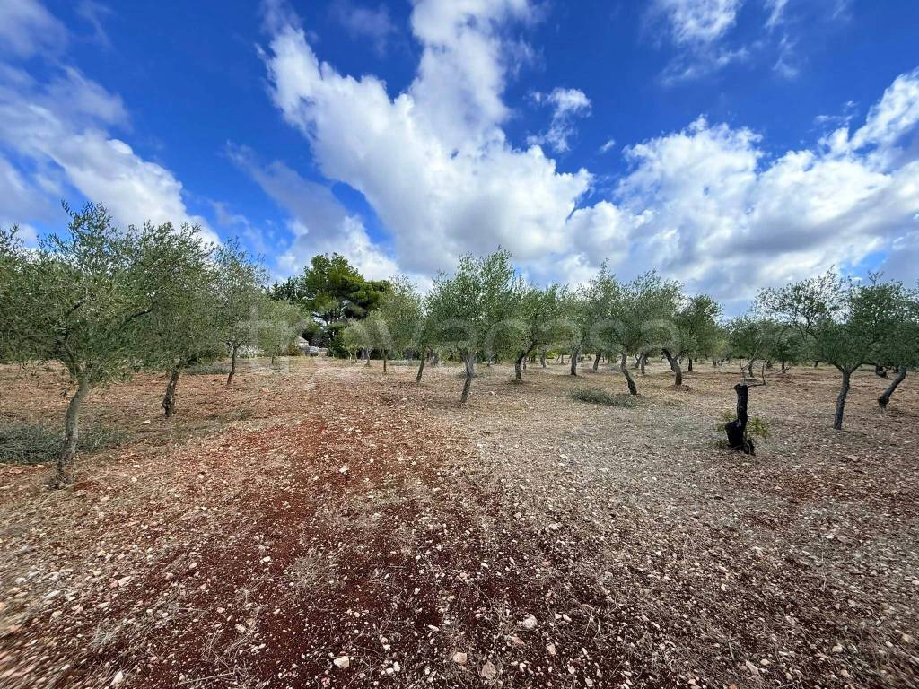 immagine annuncio 9 di 14