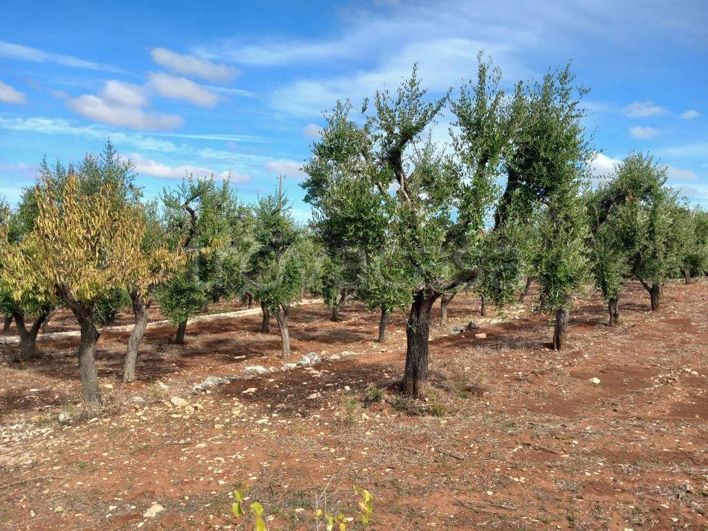 immagine annuncio 3 di 13