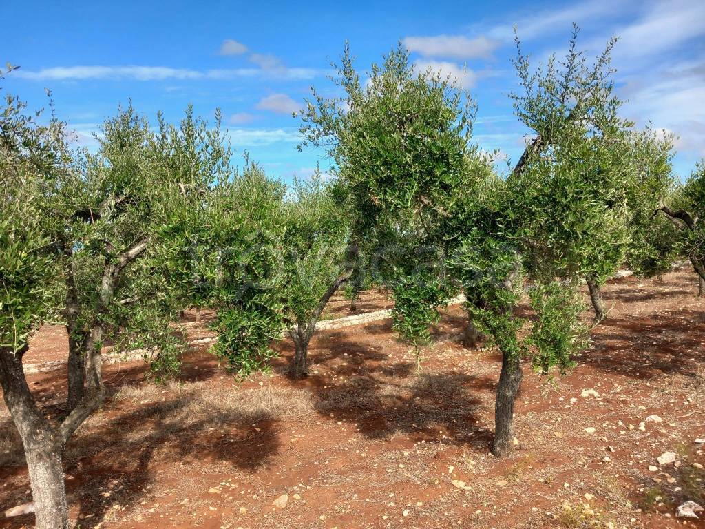 immagine annuncio 6 di 13