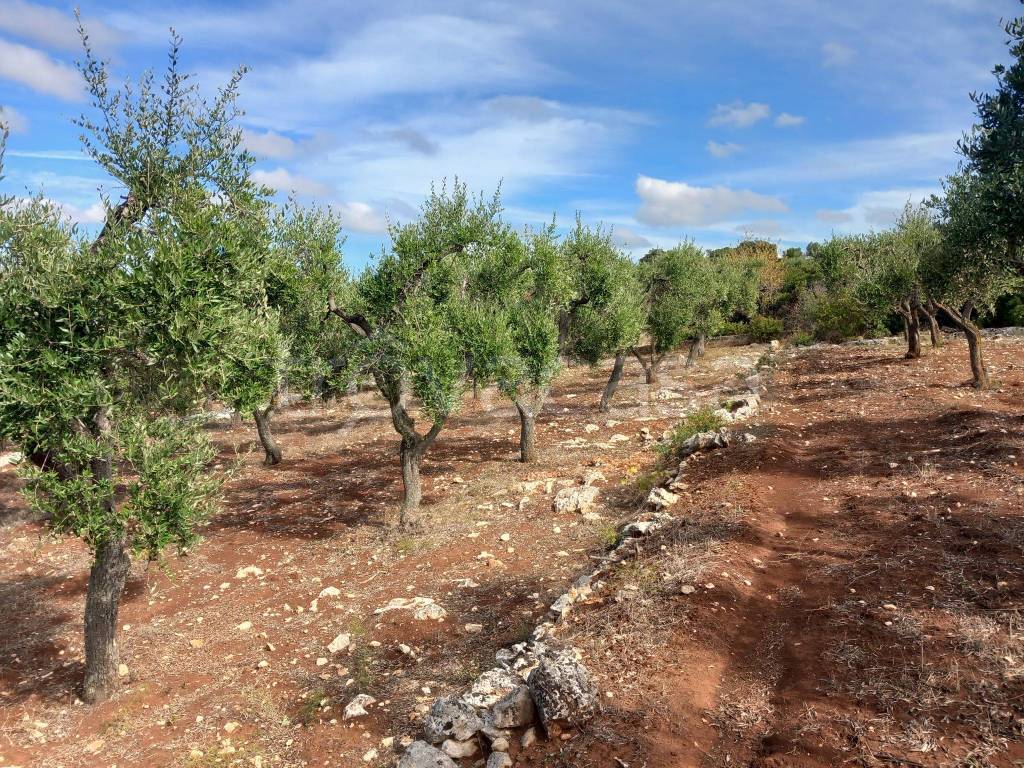 immagine annuncio 7 di 13