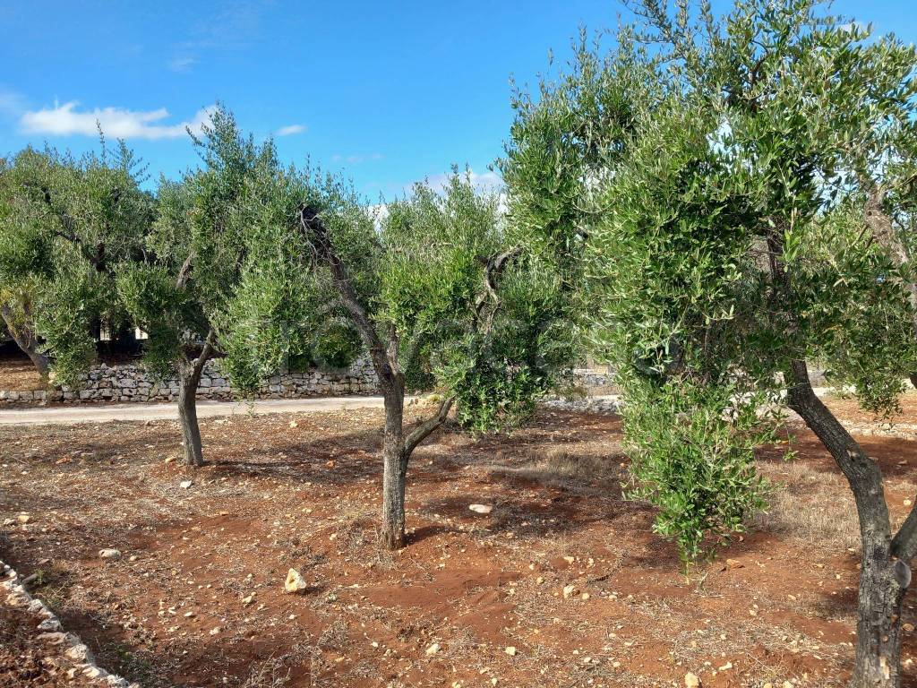 immagine annuncio 9 di 13