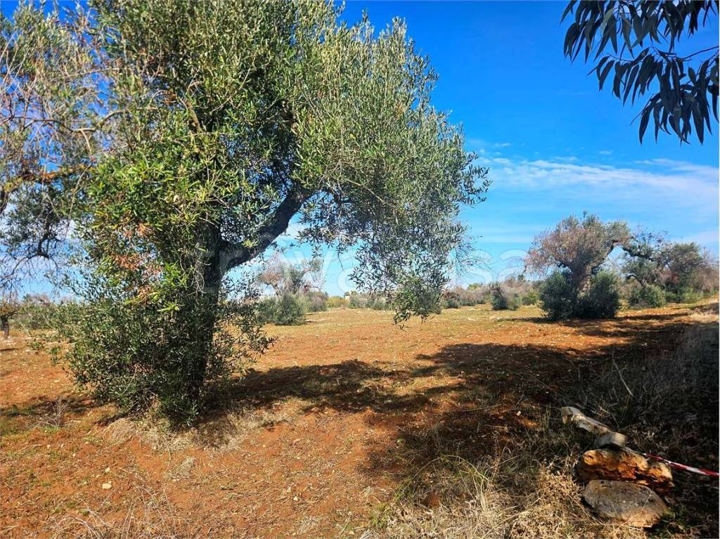 immagine annuncio 5 di 7