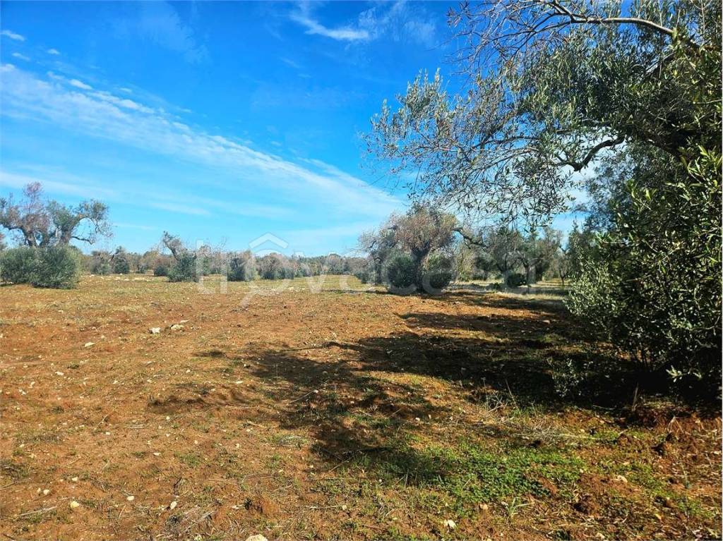 immagine annuncio 6 di 7