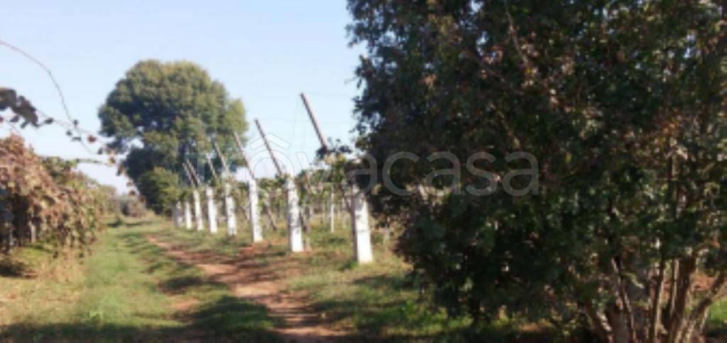 immagine annuncio 9 di 11