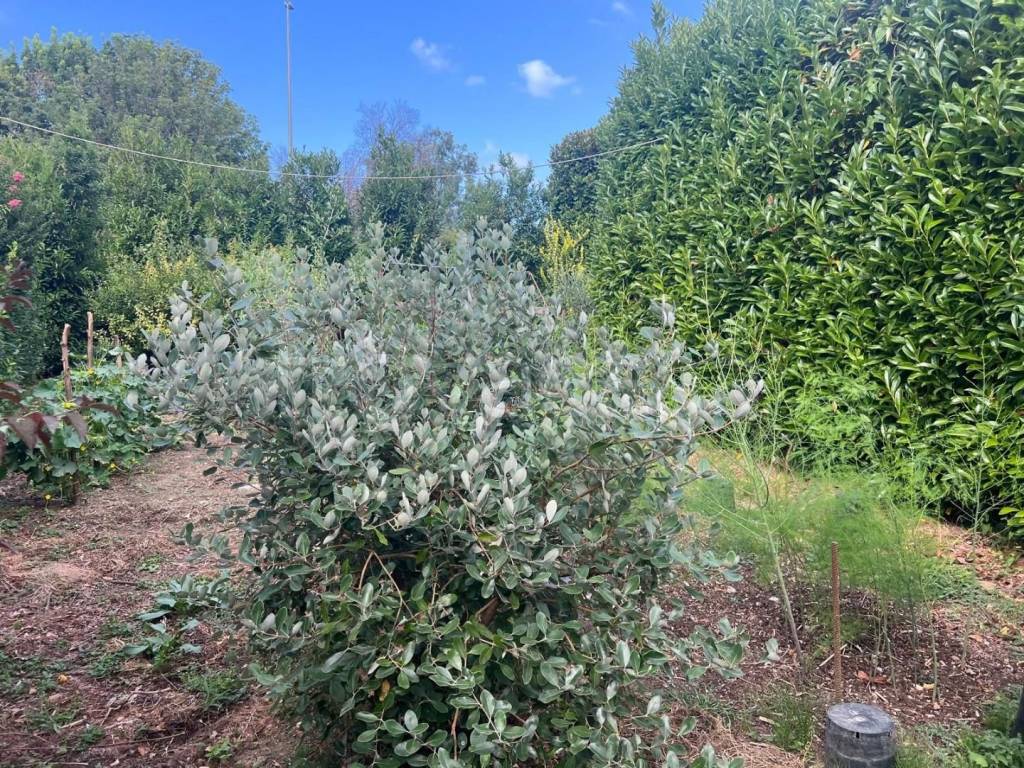 immagine annuncio 7 di 10