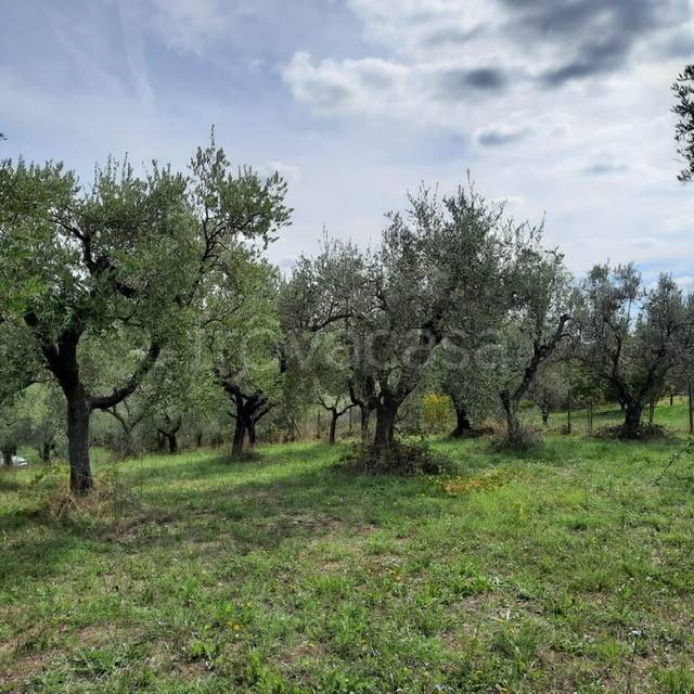 immagine annuncio 4 di 12