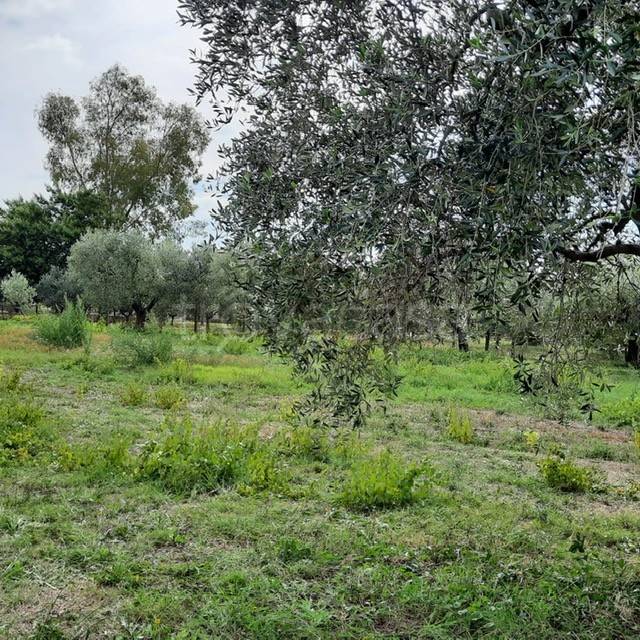 immagine annuncio 5 di 12