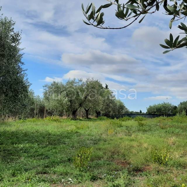 immagine annuncio 6 di 12