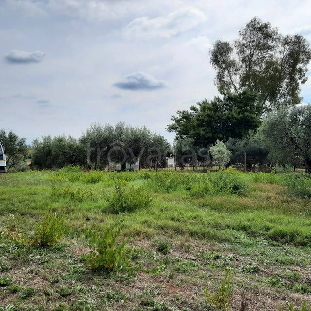 immagine annuncio 8 di 12