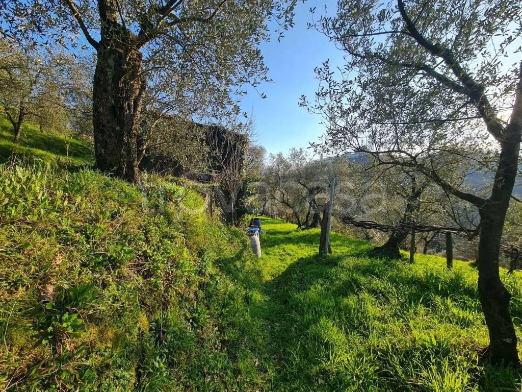 immagine annuncio 1 di 14