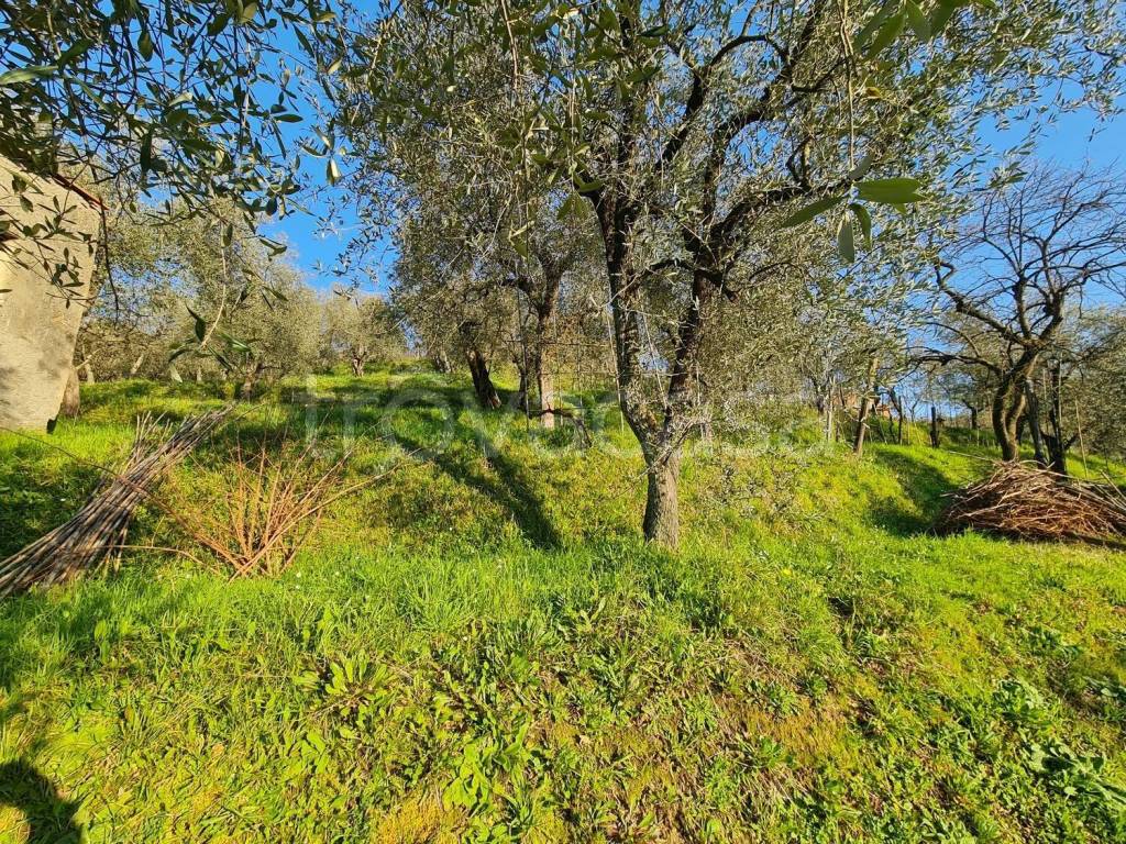 immagine annuncio 5 di 14