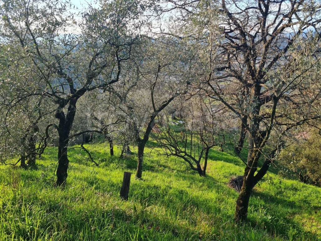 immagine annuncio 9 di 14