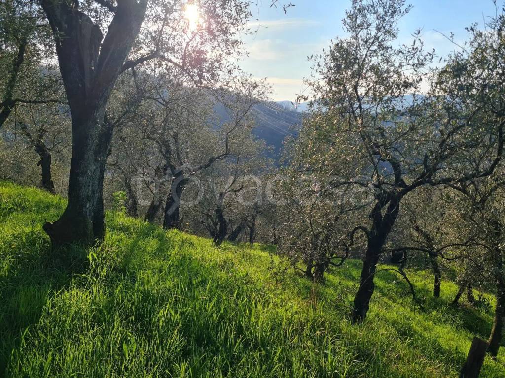 immagine annuncio 11 di 14