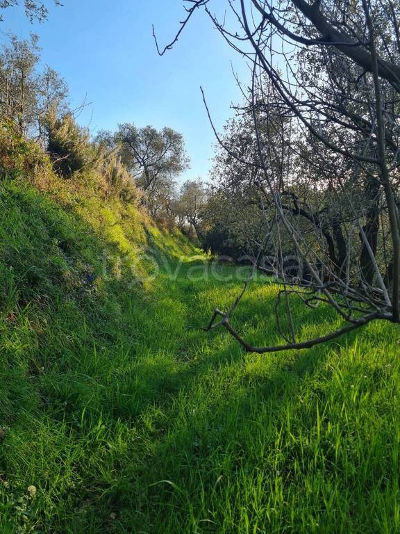 immagine annuncio 12 di 14