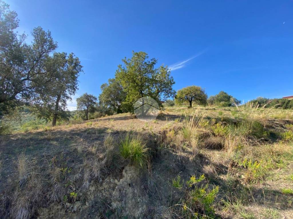 immagine annuncio 12 di 14