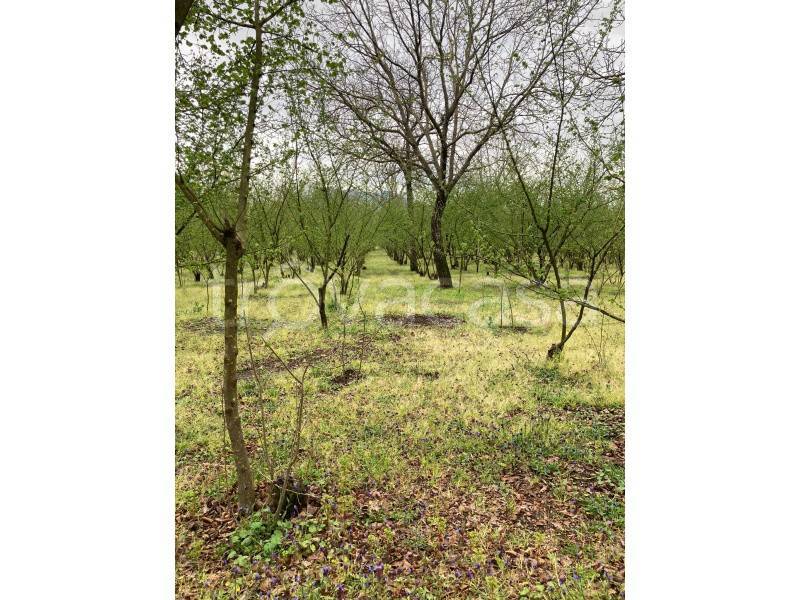 immagine annuncio 4 di 6