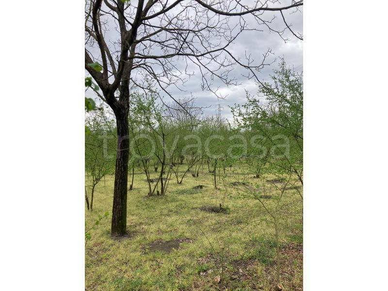 immagine annuncio 5 di 6