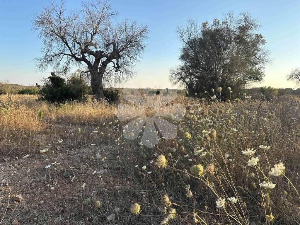 immagine annuncio 1 di 8