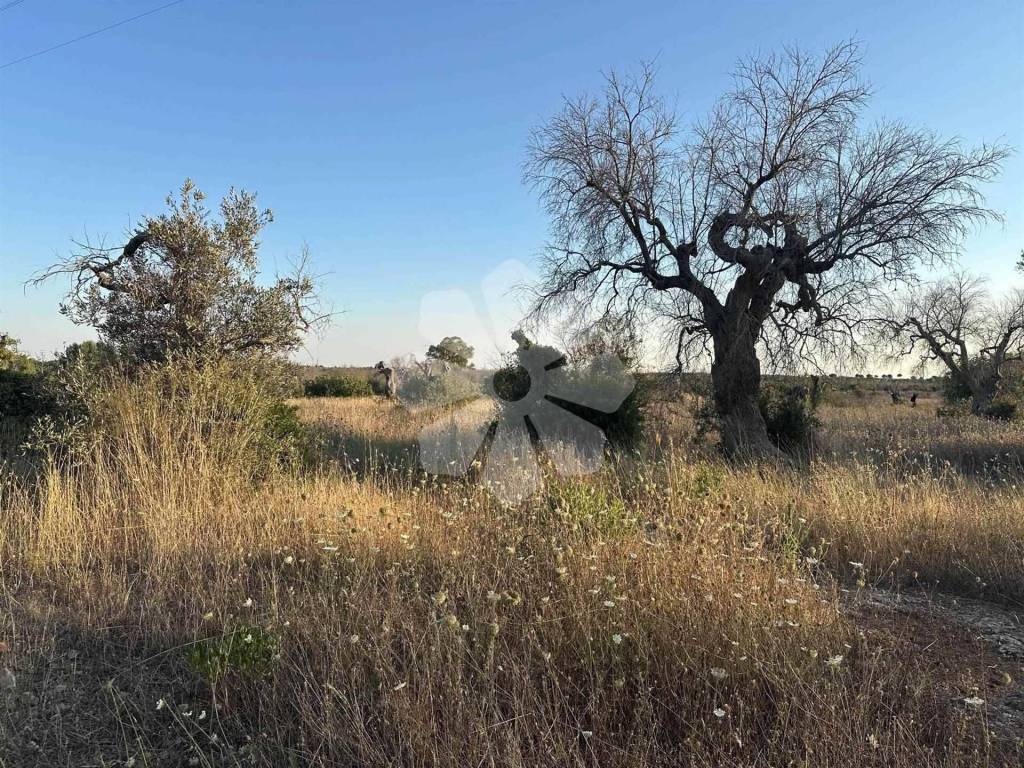 immagine annuncio 3 di 8