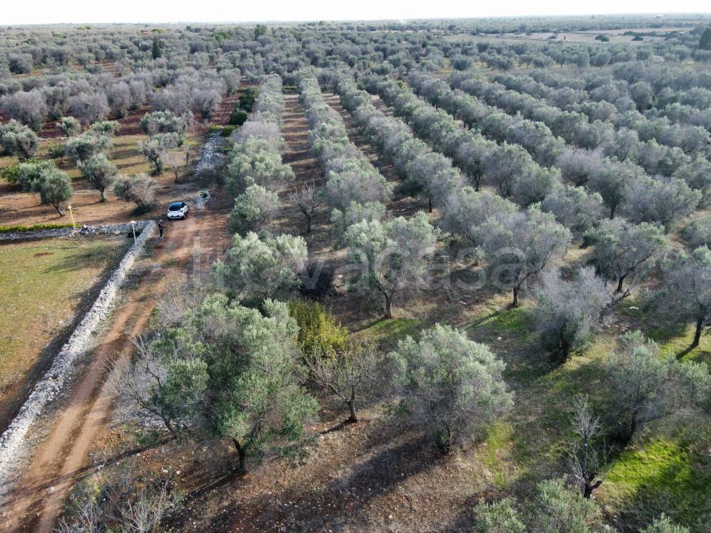 immagine annuncio 3 di 11