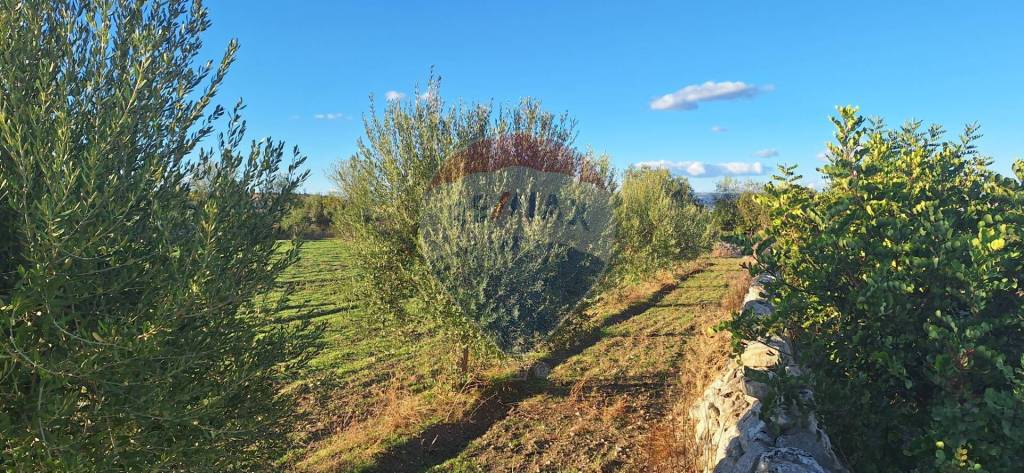 immagine annuncio 9 di 13