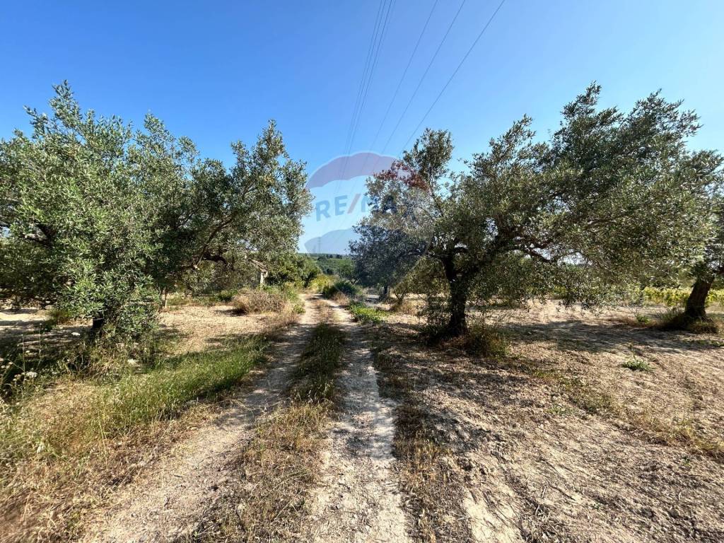 immagine annuncio 6 di 12