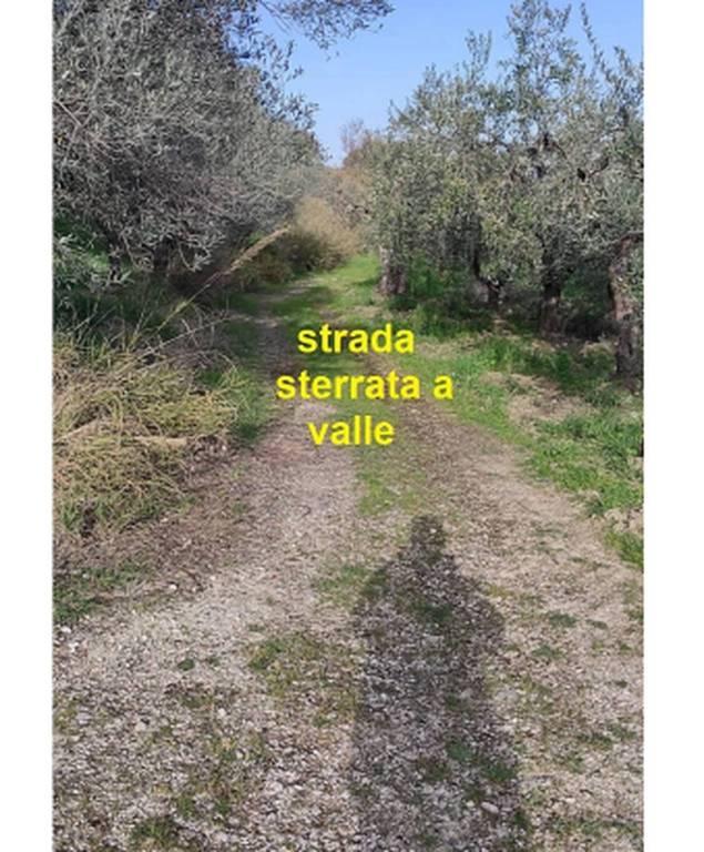 immagine annuncio 5 di 11