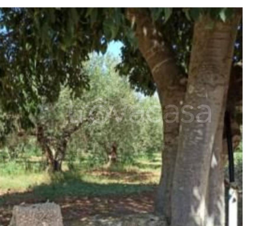 immagine annuncio 10 di 14