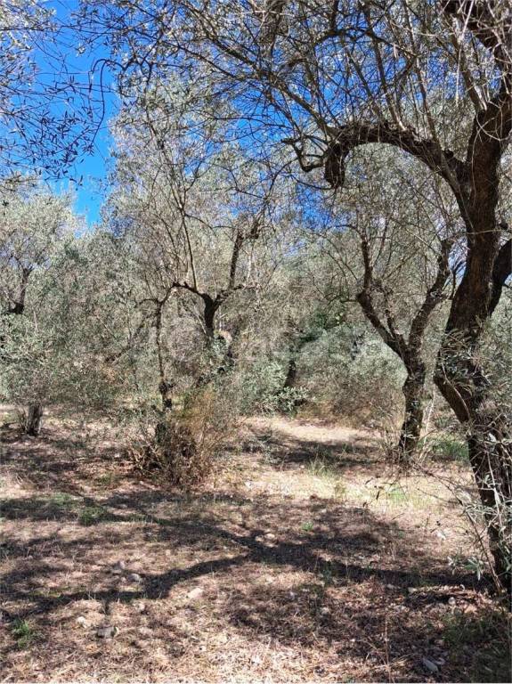 immagine annuncio 5 di 14